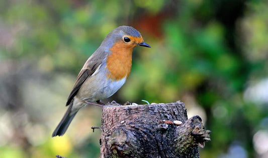 bird on a tree